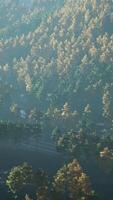 Bäume mit gelbem Laub in nebligen Bergen video