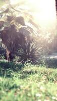 Morning light in beautiful jungle garden video