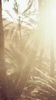 Der Palms Oasis Trail ist eine von vielen beliebten Wanderungen im Nationalpark video