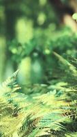 grön gräsmatta med stor innergård vid morgonsolen video