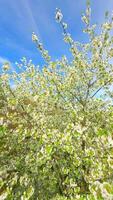 lisse fpv vol par épanouissement des arbres avec blanc fleurs dans printemps video