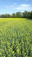 Aerial view of a yellow rapeseed field in spring video