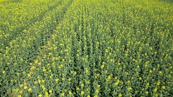 Aerial view of a yellow rapeseed field in spring video