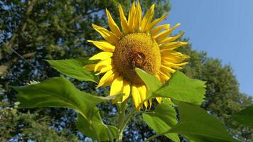 les abeilles sur tournesol champ video