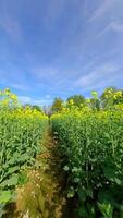 liscio fpv volo attraverso un' giallo colza campo nel primavera. video