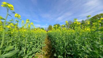 liscio fpv volo attraverso un' giallo colza campo nel primavera. video