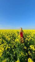 Caucasian woman walking through scenic yellow rapeseed field in spring video