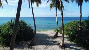 coco Palma árvores em maldivo ilha com tropical de praia e azul oceano. aéreo Visão entre a coco Palma árvores video