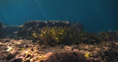 alga marina subacqueo con sole raggi nel trasparente superficiale oceano. acquatico pianta nel mare video