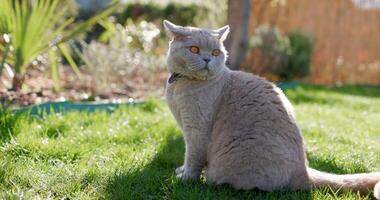 Scottish cat close up in backyard garden. Gray furry cat outdoor sitting on lawn video