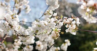 Flowering cherry blossom on a cherry tree close up. Blossoming of white petals of a cherry flower with sunshine. video