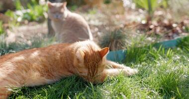 linda jengibre y escocés gato relajante en patio interior jardín. peludo gatos al aire libre mentiras en césped video