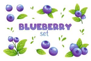 Blueberries with leaves in various angles on white background. Set of botanical icons of berries, food, sweets vector