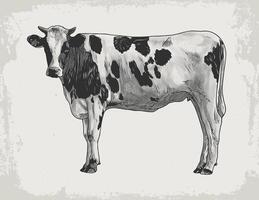 Retro style hand drawn illustration of a cow with detailed line art on a textured background vector