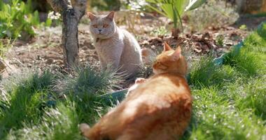 Cute ginger and scottish cat relaxing in backyard garden. Furry couple cats outdoor lies on lawn video