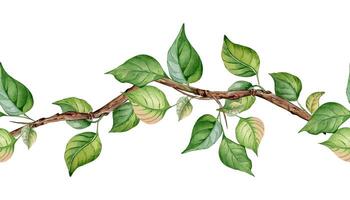 Watercolor seamless banner with branch of apricot tree with leaves isolated on white. Floral board with fruit tree branch hand drawn. Element for wedding invitation, card, packaging, label product vector