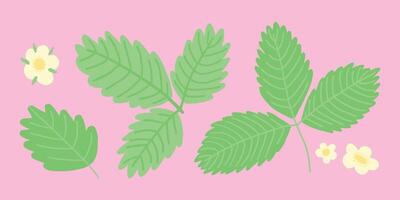 Flat cute illustration of strawberry leaves and flowers on a soft pink background, depicting fresh spring or summer botanical elements. vector