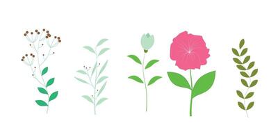 Set of botanical leaf and flowers. vector