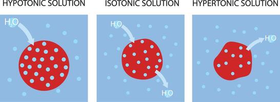 hipotónico, isotónico y hipertónico soluciones tonicidad y ósmosis. vector