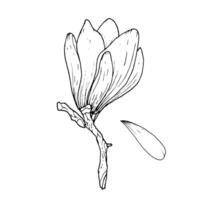 Monochrome flowers and branches of magnolia, hand drawn. Magnolia outline,black and white illustration of magnolia flowers and branches vector