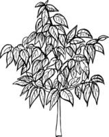 graphic illustration of an avocado tree in a large flower pot,hand drawn avocado tree. vector
