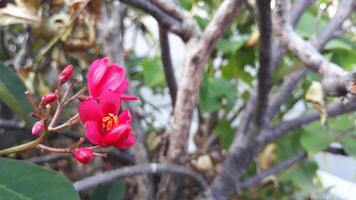 Small red flowers are blooming on a green background of leaves photo