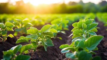 Organic cucumber seedling in soil bed photo