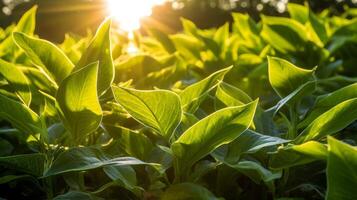 Sunlight shines on corn leaves photo