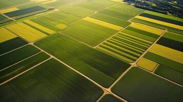 Overhead view single crop field geometric lines photo