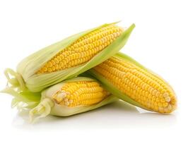 Two ears of corn isolated on white background closeup. Sweet corn photo