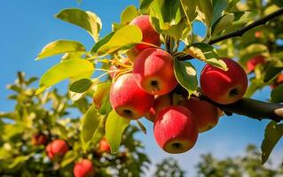 rojo manzanas en un árbol en un huerta. maduro manzanas en un árbol rama foto