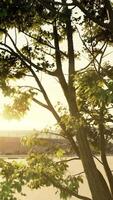 Sunbeams pour through treeon the beach video