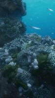 Colorful coral reef at the bottom of tropical sea video