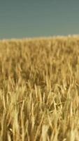 champ de blé agricole au coucher du soleil video