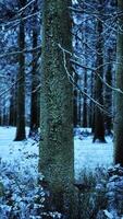 Winter in einem Fichtenwald, der mit weißem, flauschigem Schnee bedeckt ist video