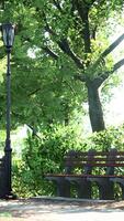 allée verte avec des arbres dans le parc video