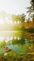 Colorful scene with a palm tree over a small pond in a desert oasis video