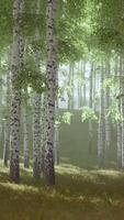 björkträd på det gröna gräset video
