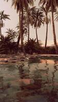 Colorful scene with a palm tree over a small pond in a desert oasis video