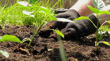 Man planting seedlings in fertilized fertile soil in the garden video