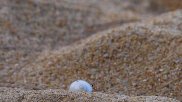 A hermit crab with a white shell crawls along the sandy shore video