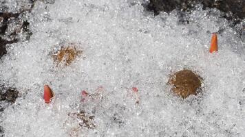 tijd vervallen van de sneeuw smeltend. de eerste spruiten van primula's onder de sneeuw. konijn poep. biologisch kunstmest video