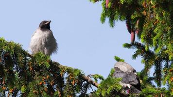 zwei Krähen Küken Sitzung auf ein Nadelbaum Baum Ast und warten zum ihr Eltern mit Lebensmittel. Clever schädlich gerissen Vogel video