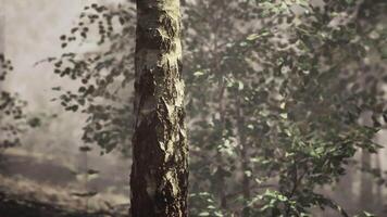 un hermosa y etéreo abedul árbol en un brumoso bosque video