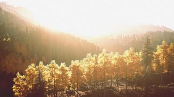 montagna tramonto. luce del sole filtraggio attraverso il alberi nel il montagna video