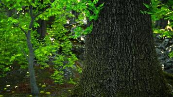 un' maestoso albero in piedi alto nel il cuore di un' lussureggiante foresta video