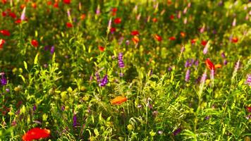 een levendig veld- van wilde bloemen in vol bloeien video
