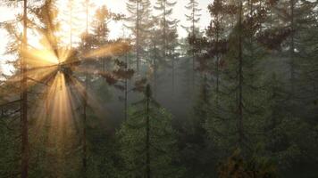 luce del sole streaming attraverso il alberi nel un' bellissimo foresta video