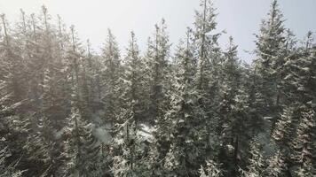 un invierno mundo maravilloso en un Nevado bosque video