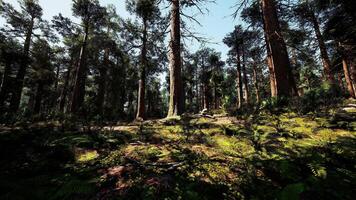 un denso bosque con imponente arboles video